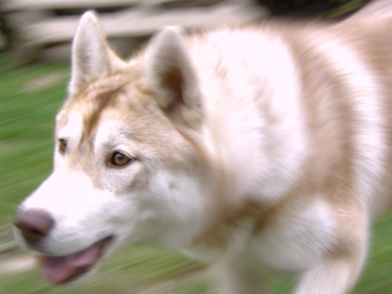 Publication : de l'écume des cimes blanches
