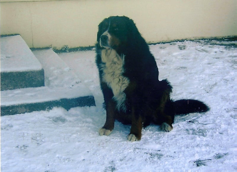 Pheeling Du ruisseau ensoleille