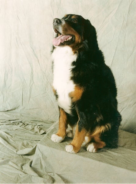 Pheeling Du ruisseau ensoleille