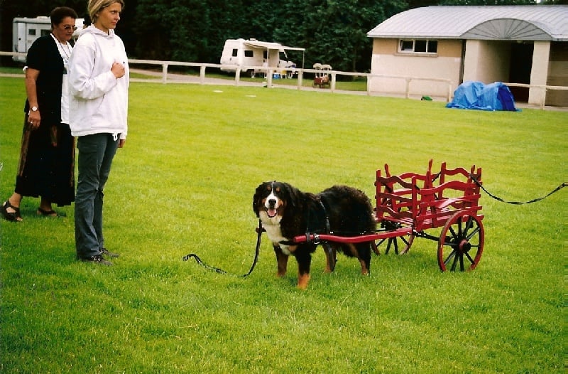 Pheeling Du ruisseau ensoleille