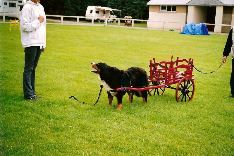 Pheeling Du ruisseau ensoleille