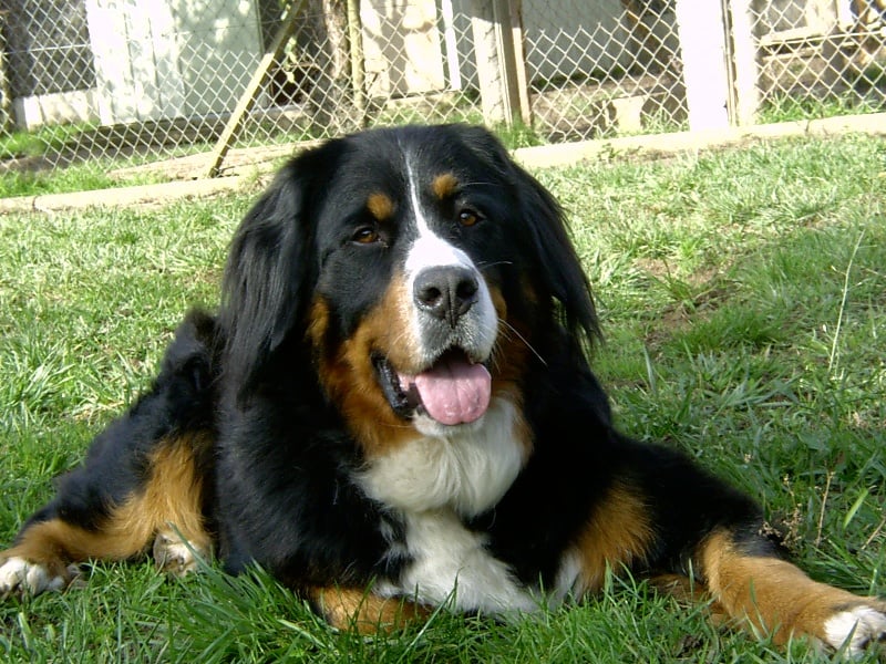 CH. Sacha d'une nuit d'ete