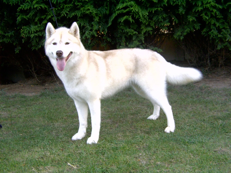 Publication : de l'écume des cimes blanches