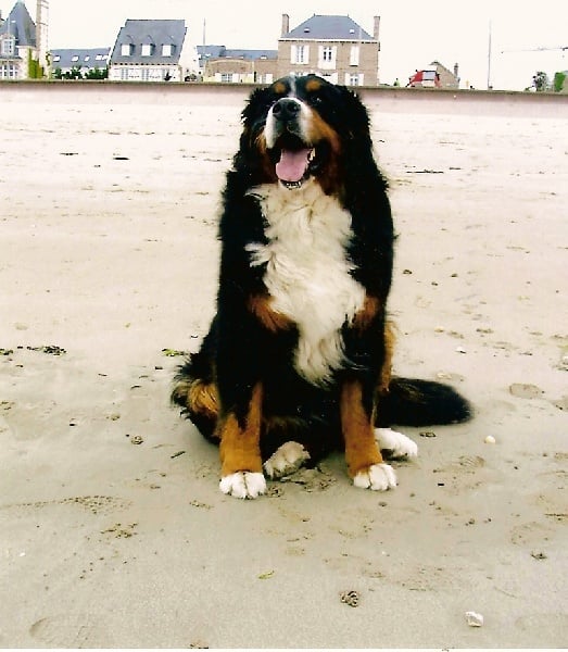 Pheeling Du ruisseau ensoleille