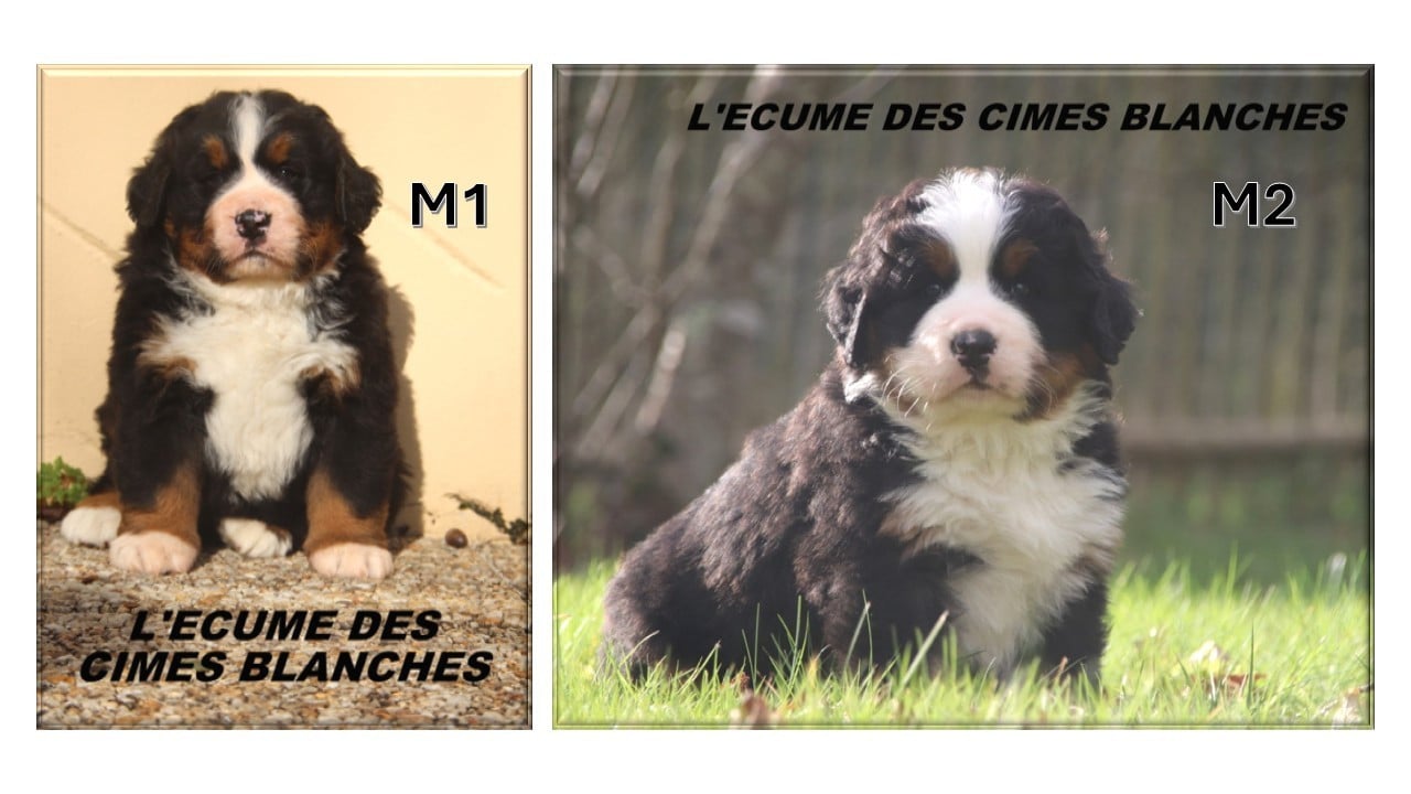 Bouvier Bernois - de l'écume des cimes blanches