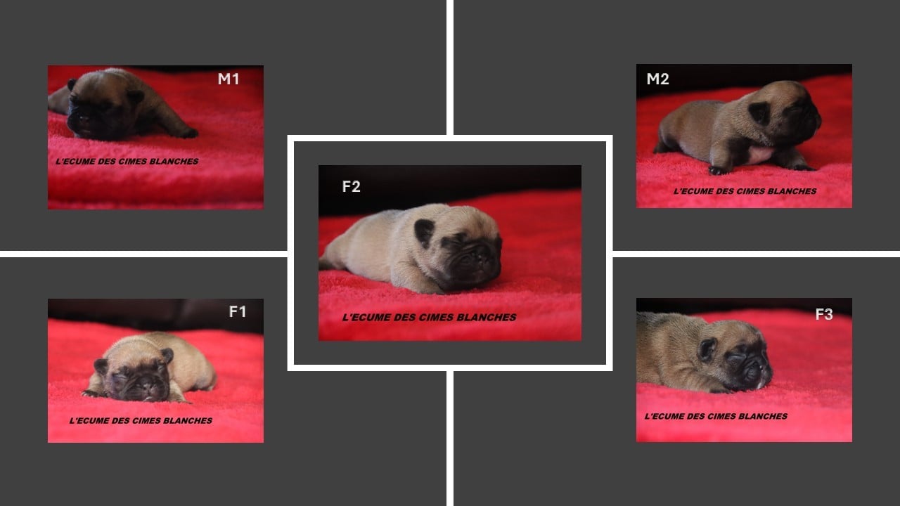 Bouledogue français - de l'écume des cimes blanches