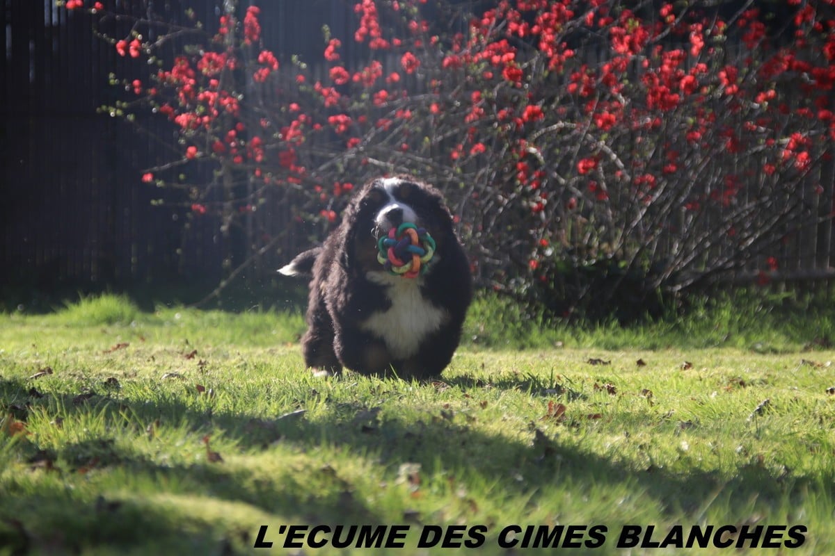 Bouvier Bernois - de l'écume des cimes blanches