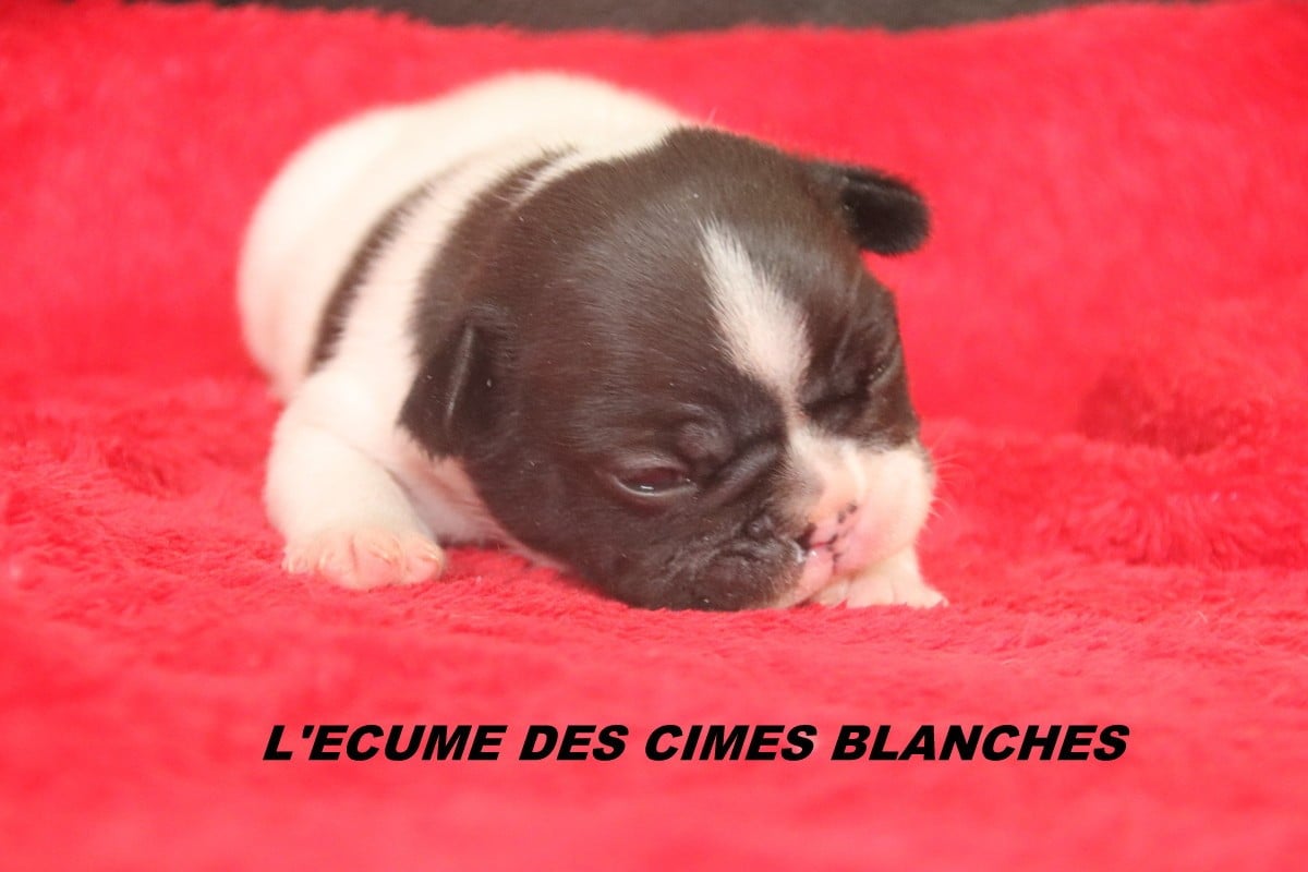 Bouledogue français - de l'écume des cimes blanches