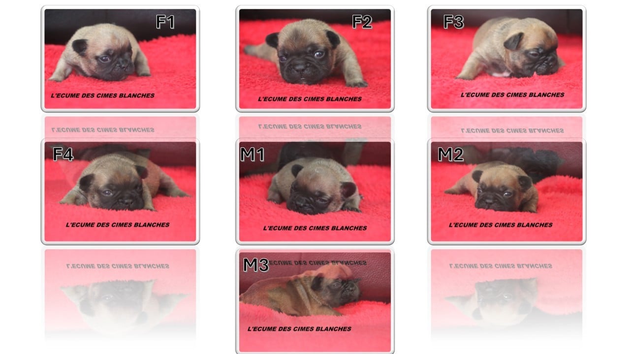 Bouledogue français - de l'écume des cimes blanches