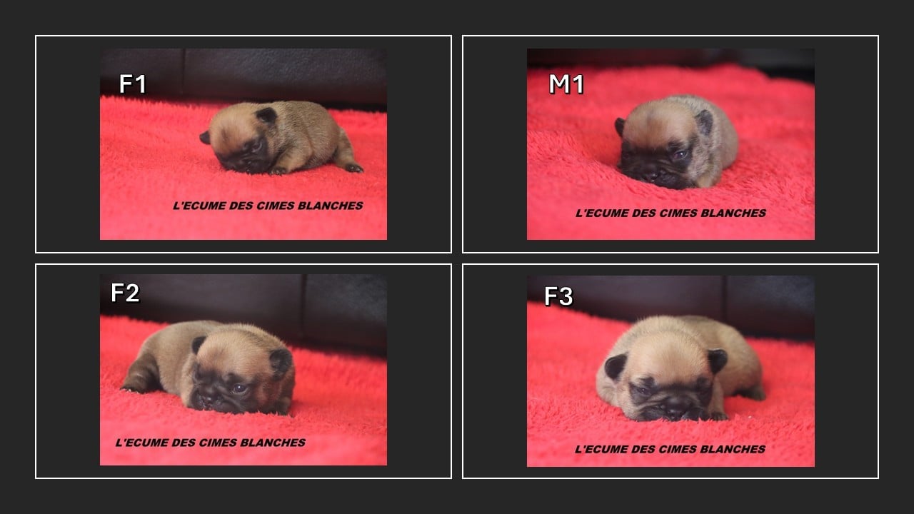 Bouledogue français - de l'écume des cimes blanches