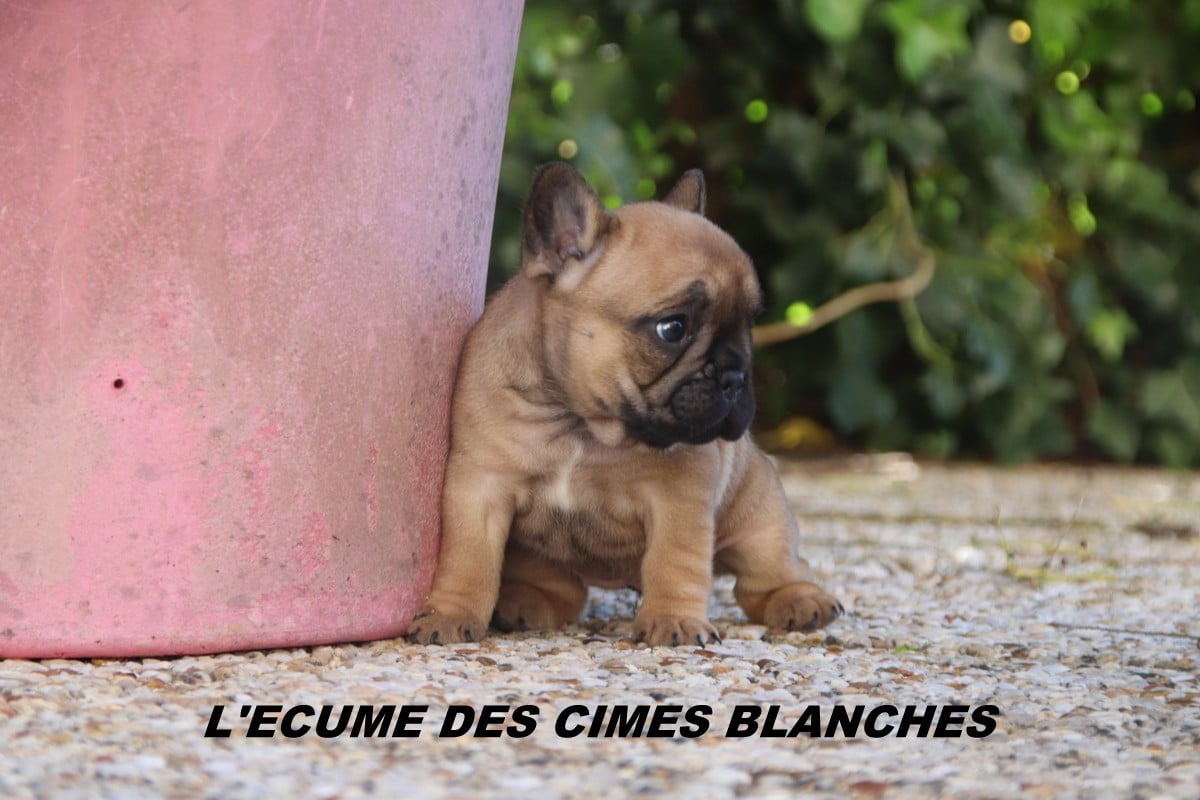 Bouledogue français - de l'écume des cimes blanches