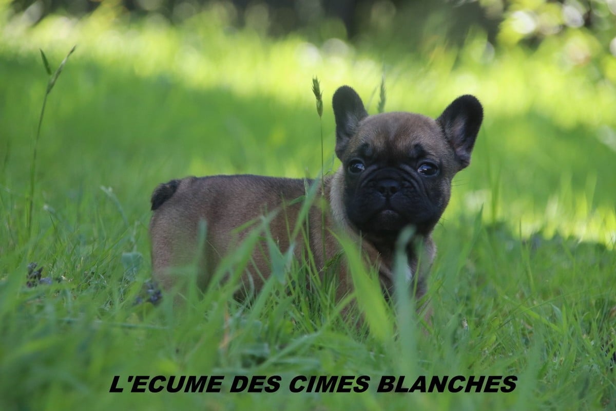 Bouledogue français - de l'écume des cimes blanches