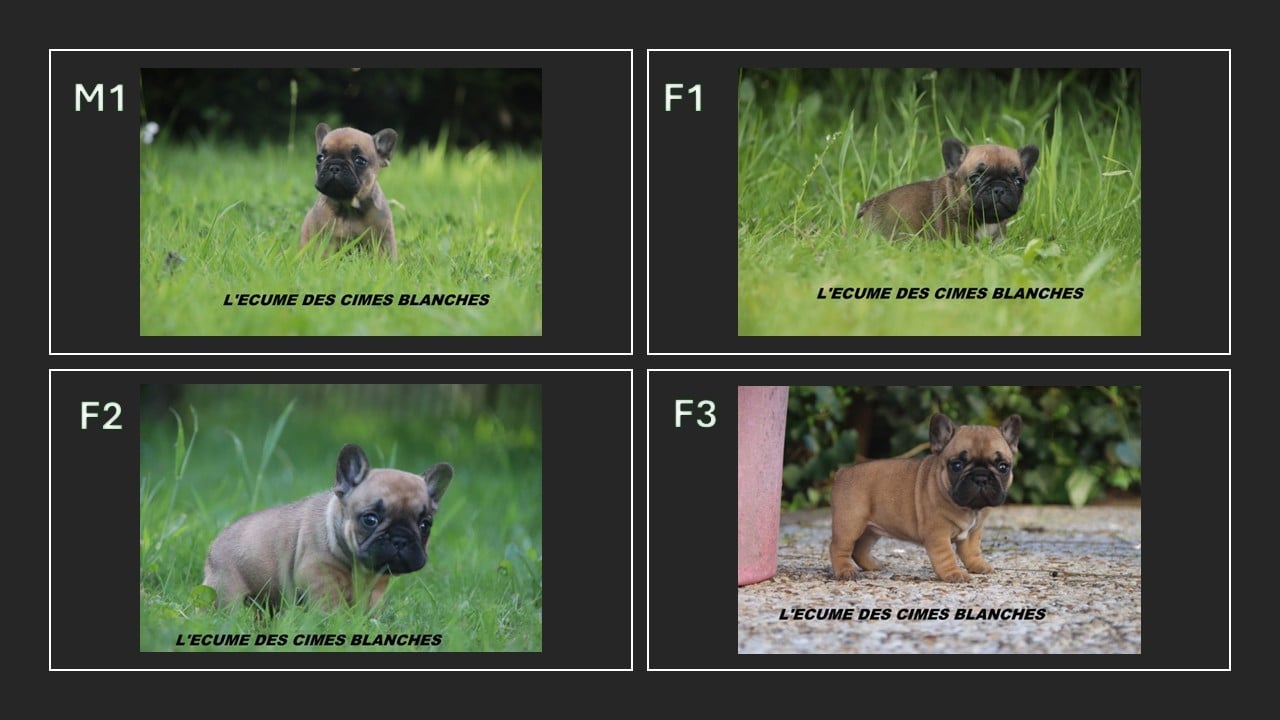 Bouledogue français - de l'écume des cimes blanches