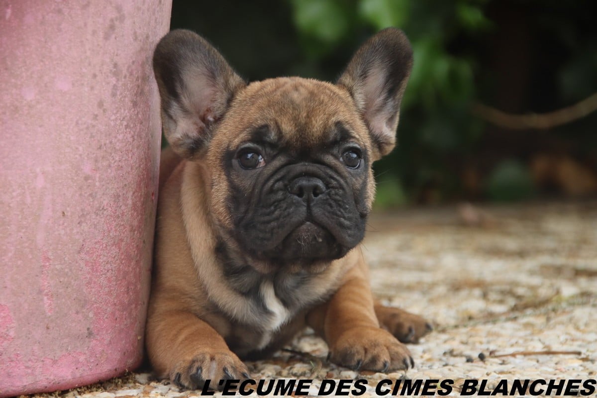 Bouledogue français - de l'écume des cimes blanches