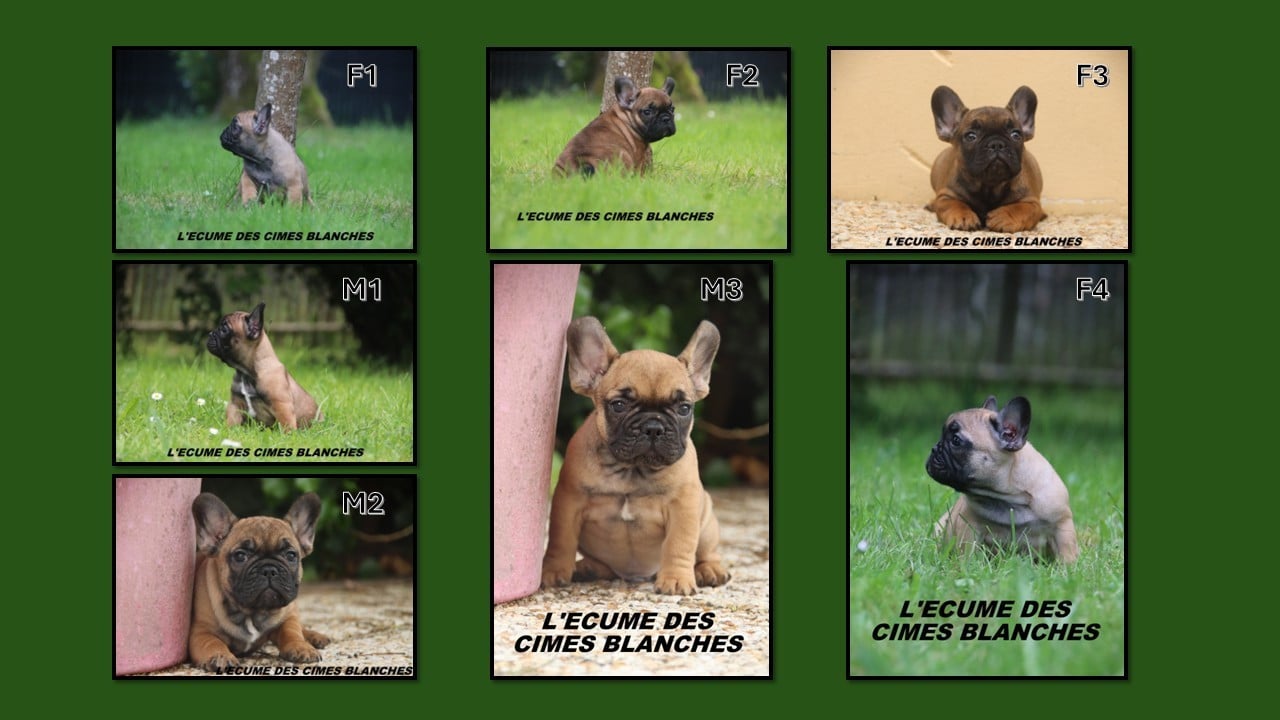 Bouledogue français - de l'écume des cimes blanches