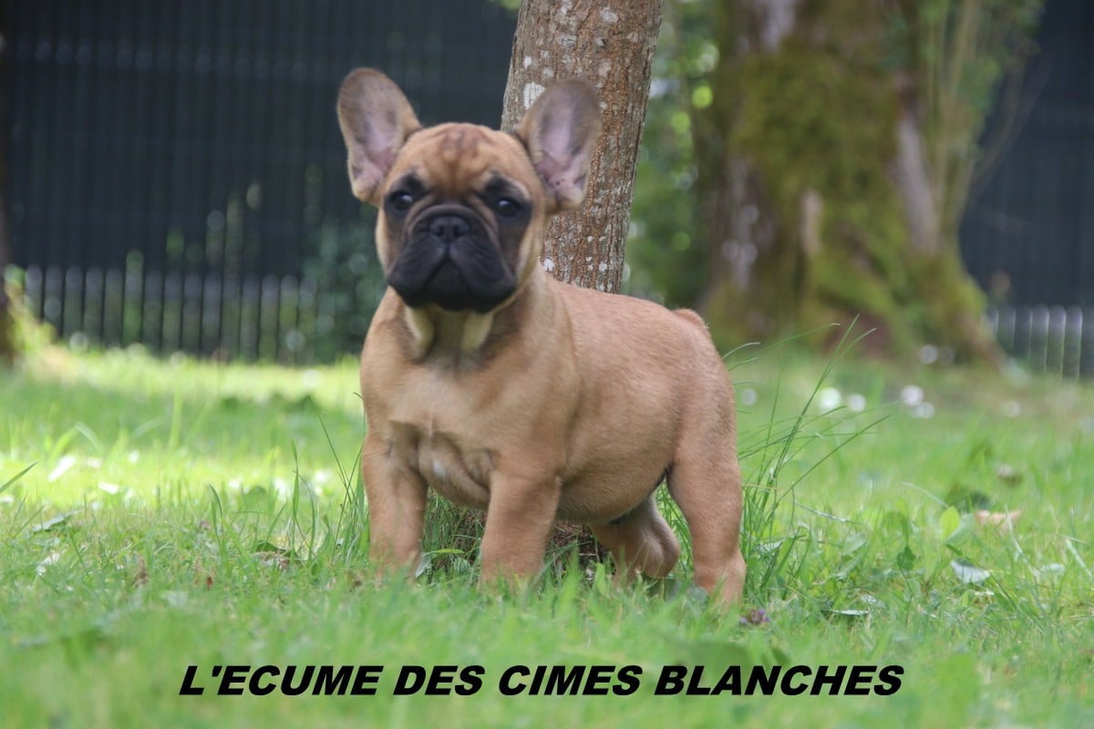 Bouledogue français - de l'écume des cimes blanches