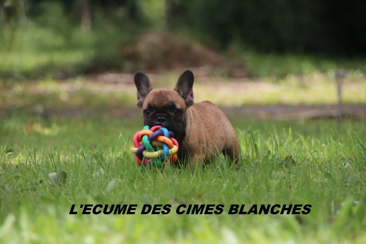 Bouledogue français - de l'écume des cimes blanches