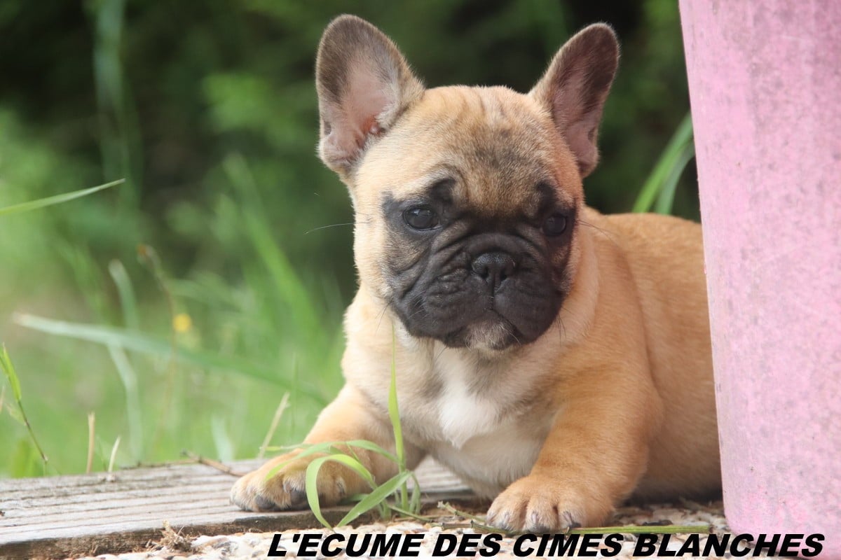 Bouledogue français - de l'écume des cimes blanches