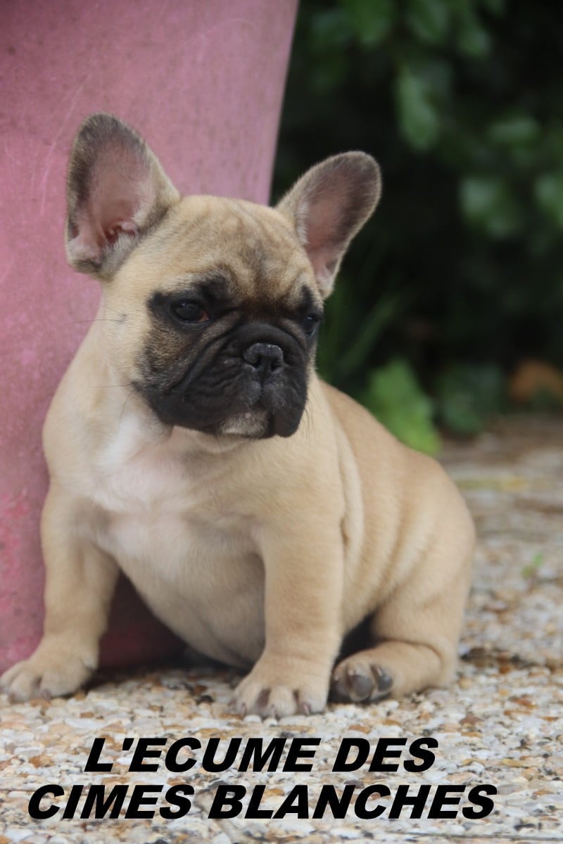 Chiot N°1