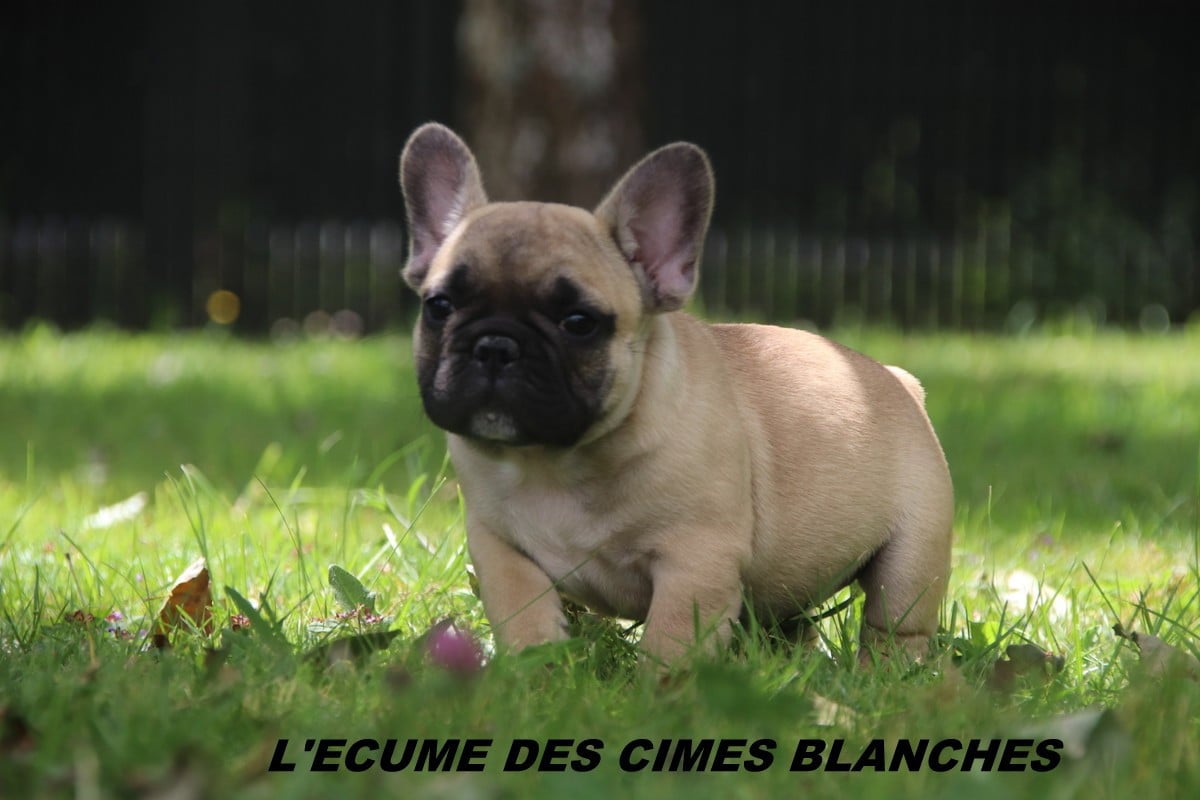 Chiot N°1