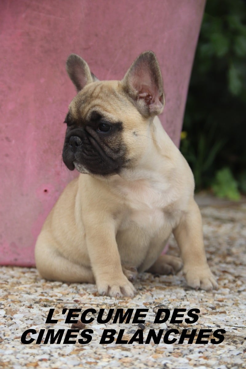 Chiot N°1