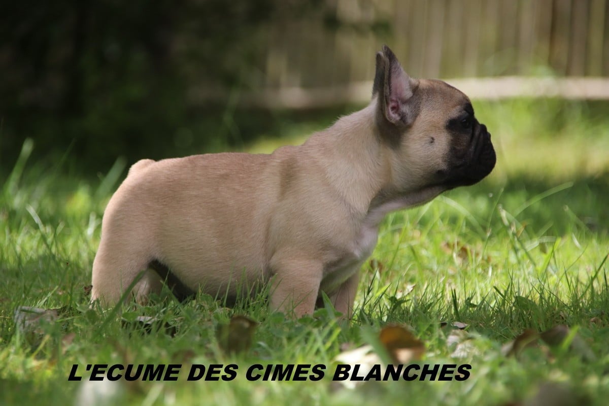 Chiot N°1