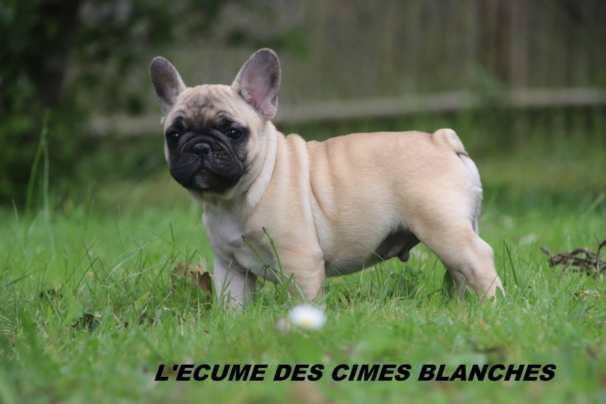 Chiot N°2