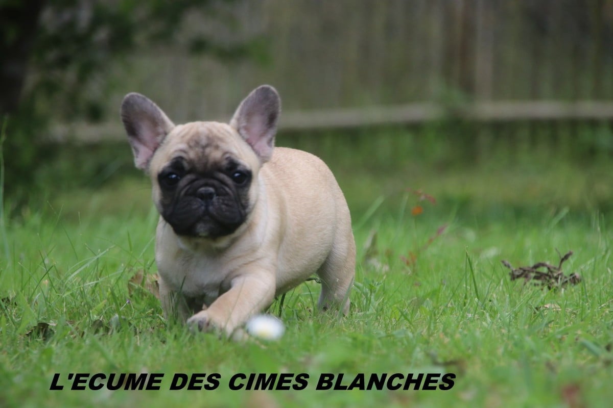Chiot N°2
