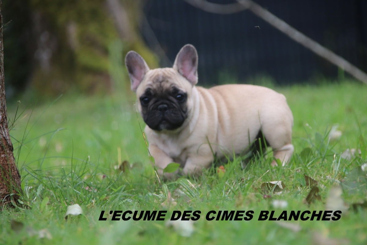 Chiot N°2