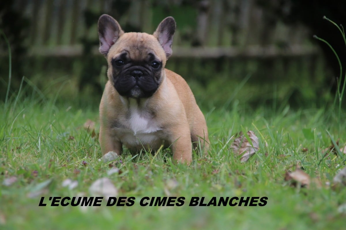 Chiot N°3