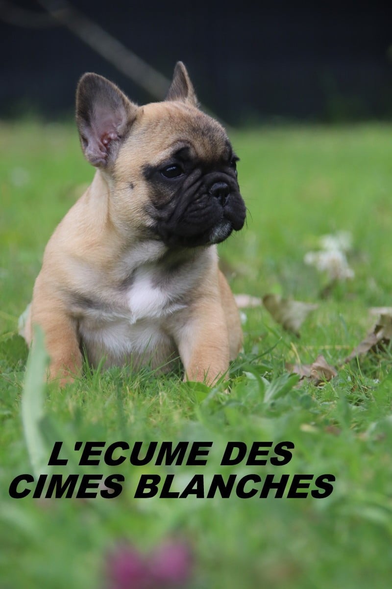 Chiot N°3