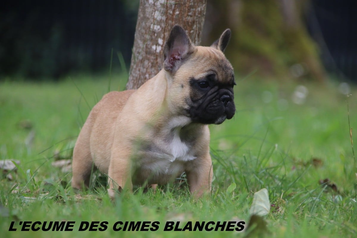 Chiot N°3