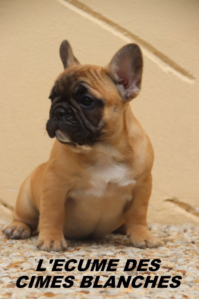Chiot N°4