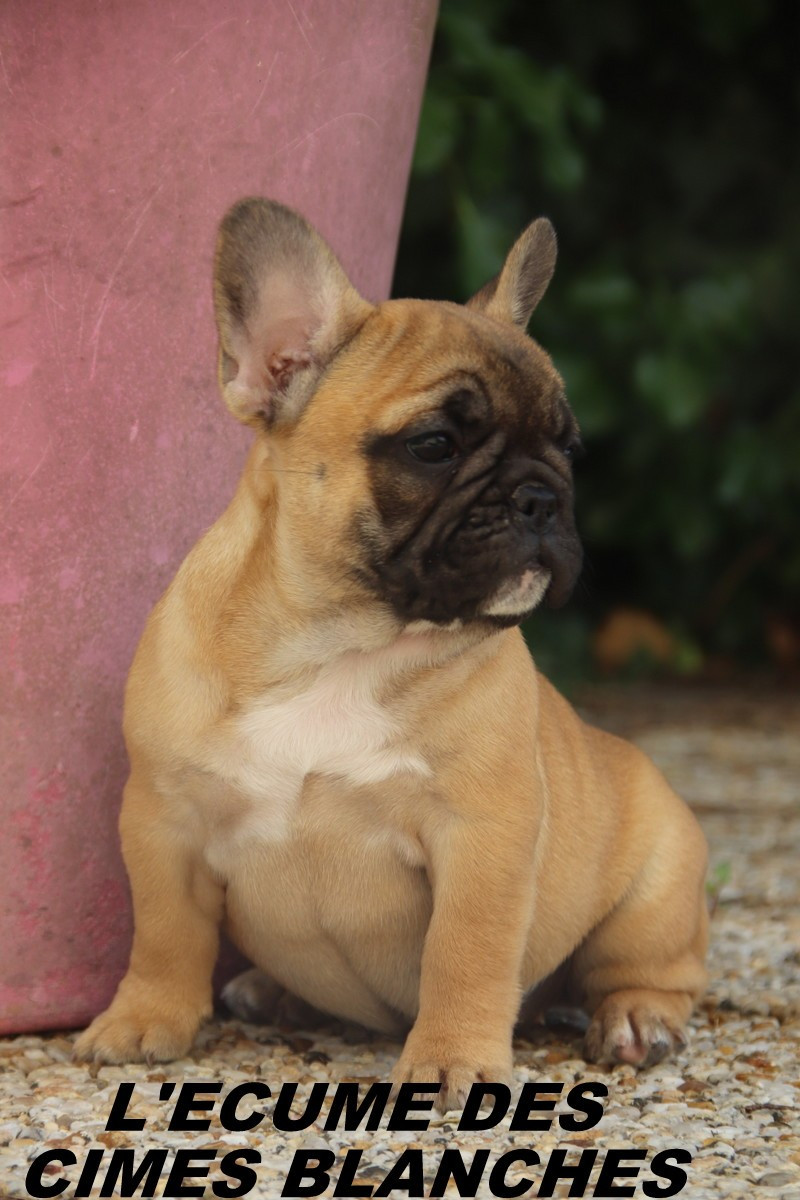 Chiot N°4