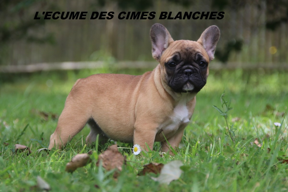 Chiot N°4