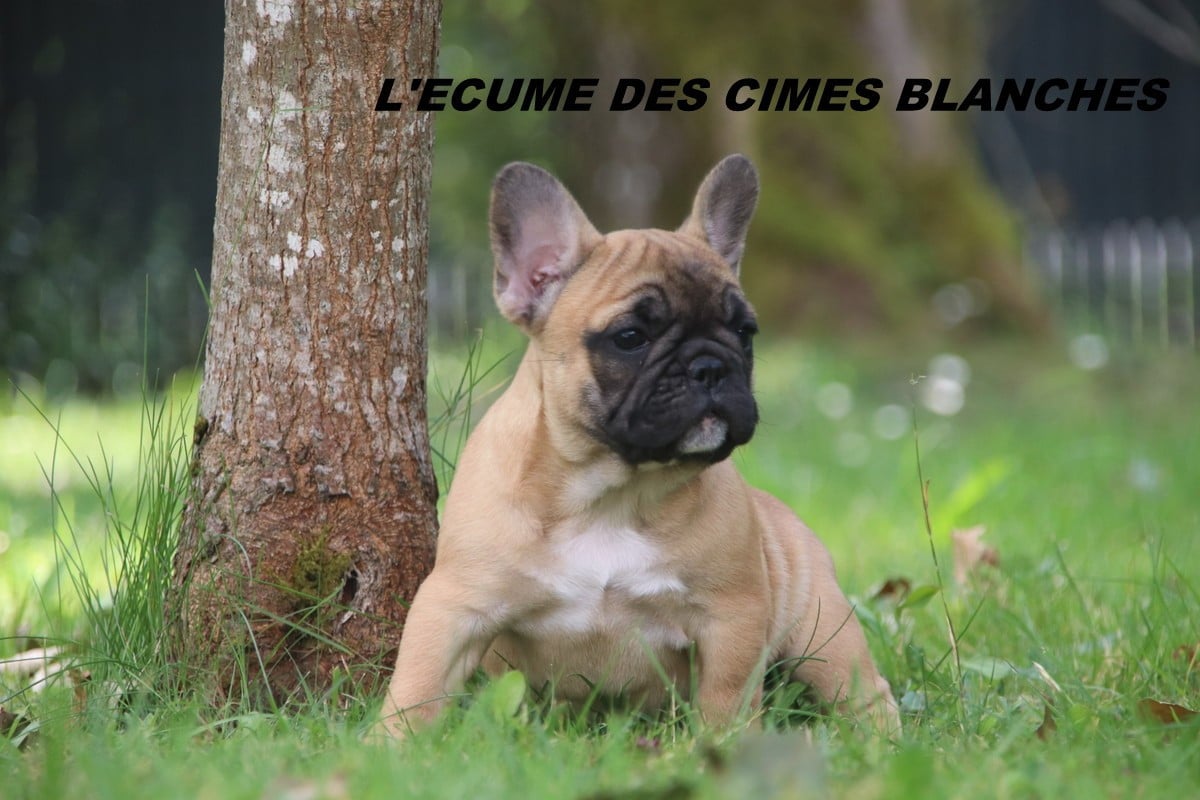 Chiot N°4