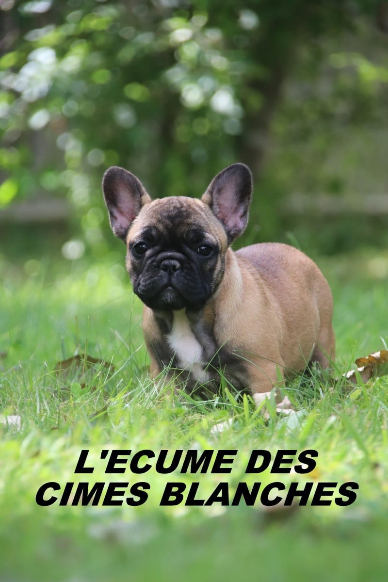 Chiot N°5