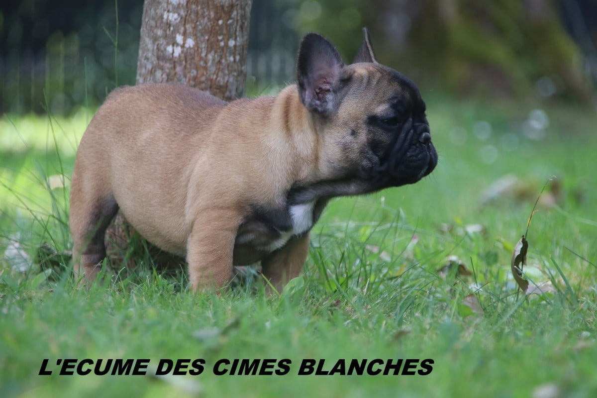 Chiot N°5