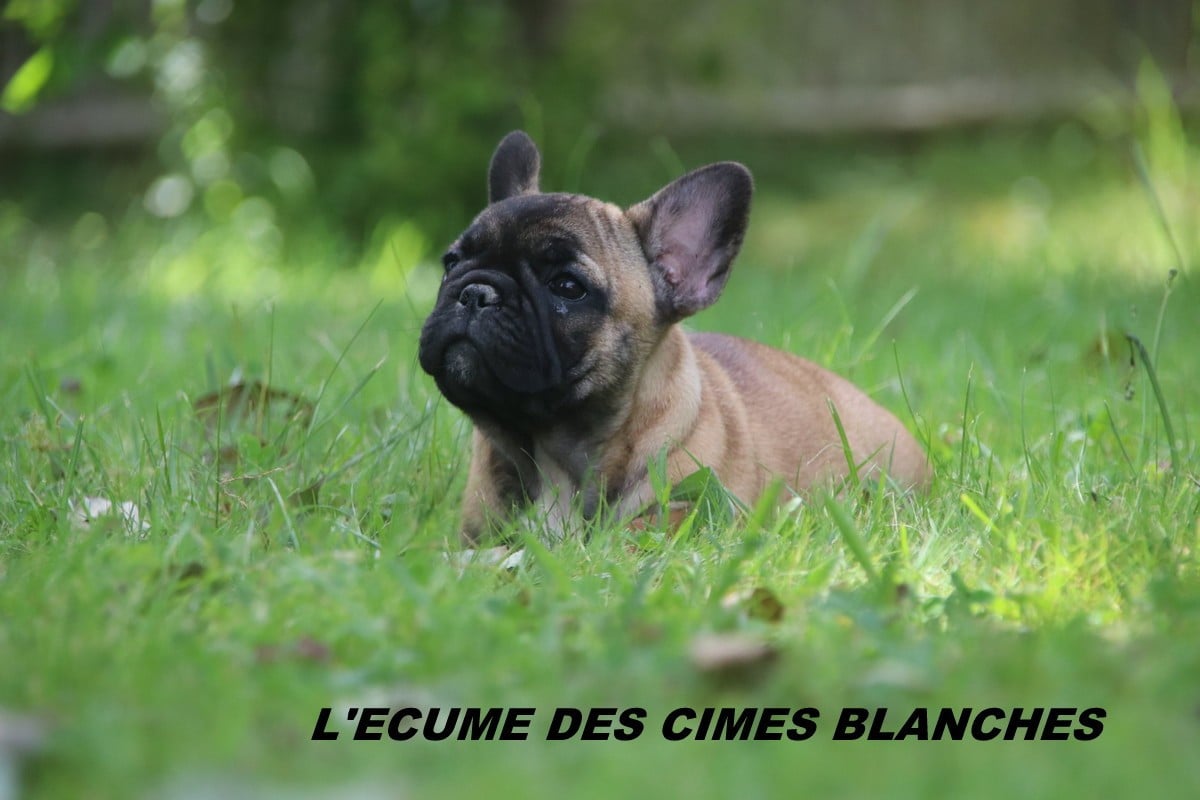 Chiot N°5