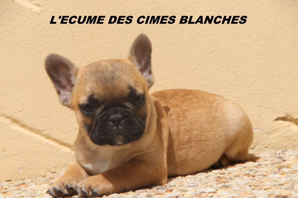 Chiot N°8