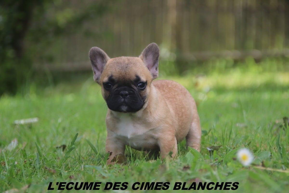 Chiot N°8