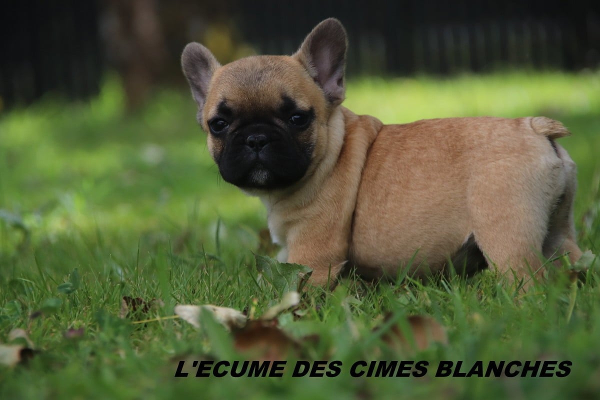 Chiot N°8
