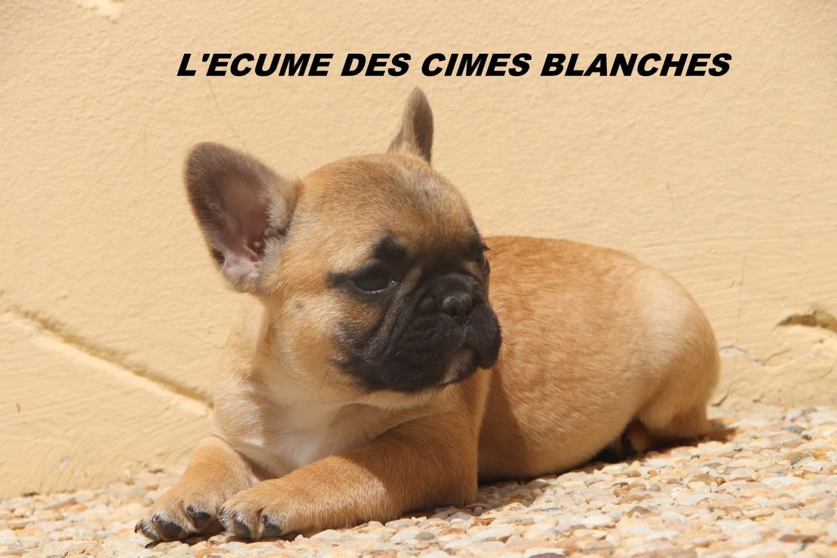 Chiot N°8