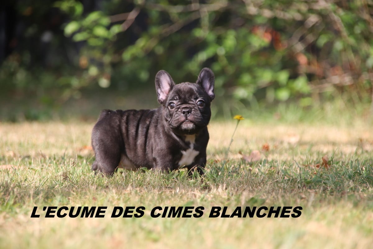 Bouledogue français - de l'écume des cimes blanches