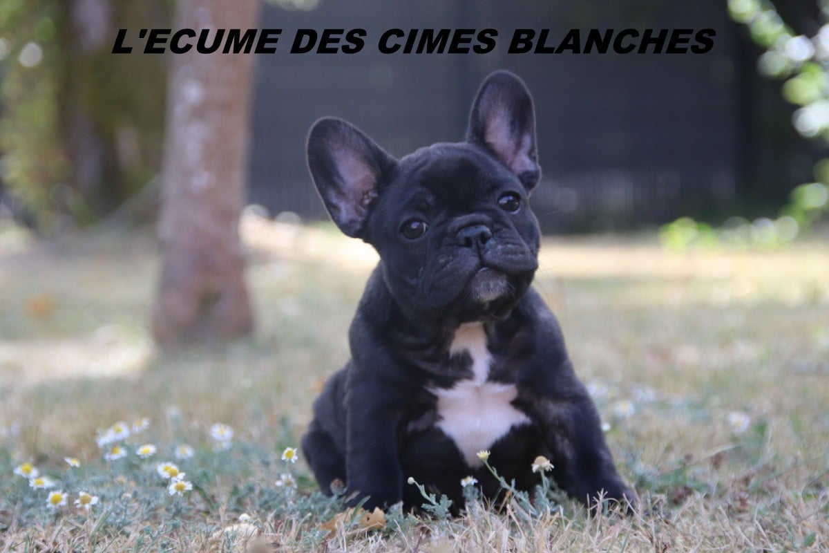 Bouledogue français - de l'écume des cimes blanches