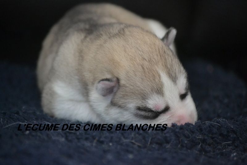 de l'écume des cimes blanches - Chiot disponible  - Siberian Husky