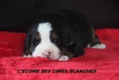 Les chiots de Bouvier Bernois