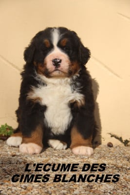 Les chiots de Bouvier Bernois