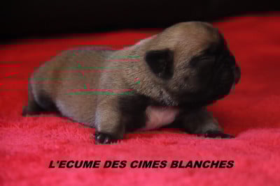 Les chiots de Bouledogue français