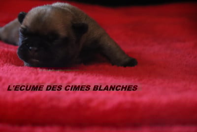Les chiots de Bouledogue français